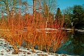 SALIX YELVERTON, WILLOW