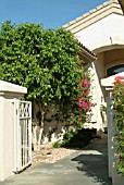 ENTRANCE TO HOUSE IN PALM DESERT,  CALIFORNIA,  WITH FICUS BENJAMINA AND BOUGANVILLEA