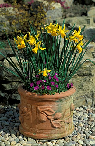 NARCISSUS_FEBRUARY_GOLD_WITH_AUBRETIA_IN_TERRACOTTA_POT