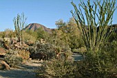 DESERT GARDEN SCENE WITH OCOTILLOS, LIVING DESERT ZOO,  CALIFORNIA