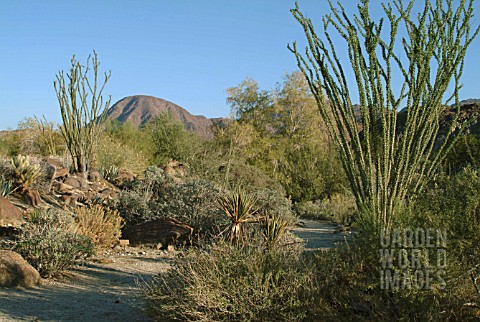 DESERT_GARDEN_SCENE_WITH_OCOTILLOS_LIVING_DESERT_ZOO__CALIFORNIA