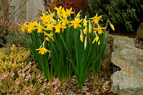 NARCISSUS_LITTLE_WITCH_DAFFODIL