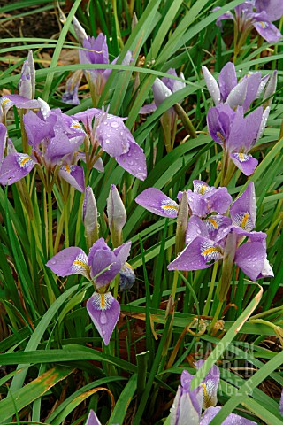 IRIS_UNGUICULARIS__RHS_WISLEY_FEBRUARY