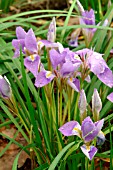 IRIS UNGUICULARIS,  RHS WISLEY. FEBRUARY