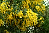 ACACIA DEALBATA SUBALPINA, MIMOSA