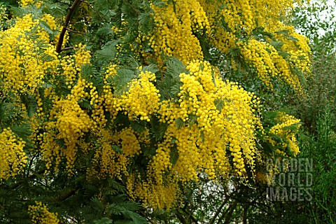 ACACIA_DEALBATA_SUBALPINA_MIMOSA