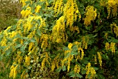 ACACIA DEALBATA SUBALPINA, MIMOSA