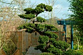 TAXUS CUSPIDATA, JAPANESE YEW TREE, CLOUD PRUNED