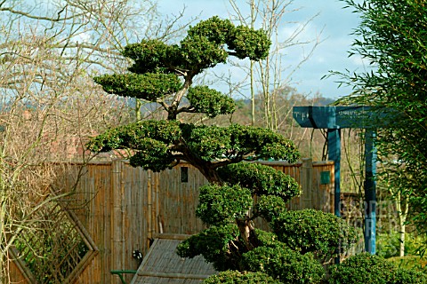 TAXUS_CUSPIDATA_JAPANESE_YEW_TREE_CLOUD_PRUNED