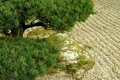 PINUS_PARVIFLORA__JAPANESE_WHITE_PINECLOUD_PRUNED