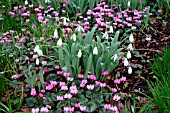 GALANTHUS ELWESII MONOSTICTUS (SNOWDROPS),  WITH CYCLAMEN COUM