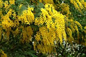 ACACIA DEALBATA SUBALPINA, MIMOSA