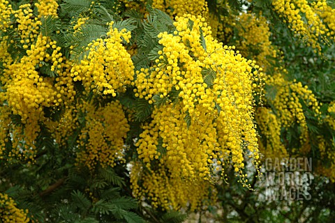 ACACIA_DEALBATA_SUBALPINA_MIMOSA