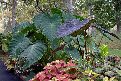 ALOCASIA_ESCULENTA_BLACK_MAGIC