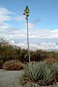 AGAVE DESERTI, ANZA BORREGO DESERT STATE PARK, CALIFORNIA, USA.NVOEMBER