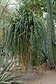 BEAUCARNEA RECURVATA, ELEPHANT FOOT TREE, MOORTENS DESERTLAND BOTANICAL GARDEN,  PALM SPRINGS,  USA.