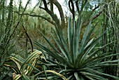 VIEW OF MOORTENS DESERT BOTANICAL GARDENS, CALIFORNIA