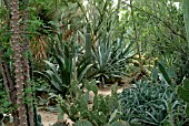 VIEW OF MOORTENS DESERT BOTANICAL GARDENS, CALIFORNIA