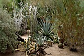 VIEW OF MOORTENS DESERT BOTANICAL GARDENS, CALIFORNIA