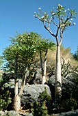 PACHYPODIUM GEAYI,  MADAGASCAR PALM,  THE LIVING DESERT,  PALM DESERT,  INDIAN WELLS,  CALIFORNIA. NOVEMBER.