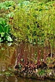 OSMUNDA REGALIS PURPURASCENS, RHS WISLEY