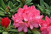 RHODODENDRON SNEEZY