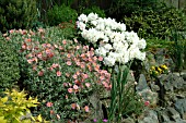 ROCK GARDEN WITH,  HELIANTHEMUM WISLEY PINK,  RHODODENDRON SCHNEEKRONE