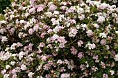 RHODODENDRON TATSIENESE