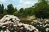 SCENE AT WAKEHURST PLACE,  WITH RHODODENDRON YAKUSHIMANUM