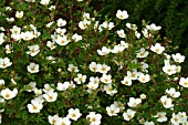 POTENTILLA DAVURICA