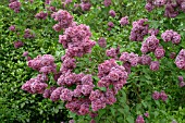 SYRINGA VULGARIS MASSENA,  LILAC.