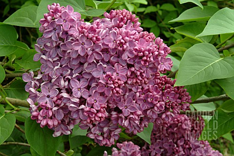 SYRINGA_VULGARIS_MASSENA