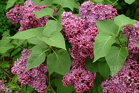 SYRINGA_VULGARIS_MASSENA__CENTER_VIEW