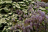 WISTERIA SINENSIS,  WITH VIBURNUM PLICATUM TORMENTOSUM MARIESII