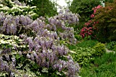 WISTERIA SINENSIS,  WITH VIBURNUM PLICATUM TORMENTOSUM MARIESII,  LEFT SIDE VIEW