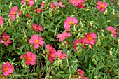 HELIANTHEMUM WISLEY PINK