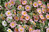 HELIANTHEMUM WISLEY PINK