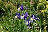 IRIS,  SAPPHIRE BEAUTY,  DUTCH IRIS