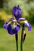 IRIS SIBIRICA OTTAWA