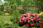 RHODODENDRON GERMANIA,  GARDEN SCENE