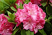 RHODODENDRON GERMANIA