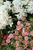 HELIANTHEMUM WISLEY PINK,  WITH,  RHODODENDRON SCHNEEKRONE