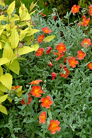 HELIANTHEMUM_FIRE_DRAGON__WITH__SPIRAEA_JAPONICA_CANDLELIGHT