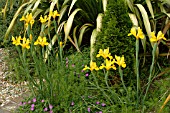 IRIS GOLDEN EMPEROR,  DUTCH IRIS