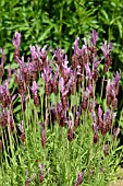 LAVANDULA STOECHAS PEDUNCULATA,  LAVENDER