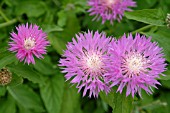 CENTAUREA DEALBATA JOHN COUTTS