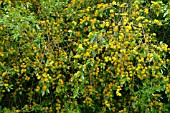 AZARA LANCEOLATA