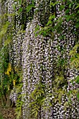 WISTERIA FLORIBUNDA