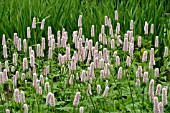 PERSICARIA BISTORTA MAJOR SUPERBA