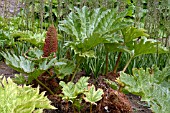 GUNNERA CHILENSIS